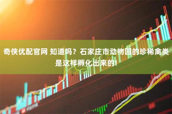 奇侠优配官网 知道吗？石家庄市动物园的珍稀禽类是这样孵化出来的!